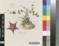 Brachystelma pulchellum (Harv.) Schltr.