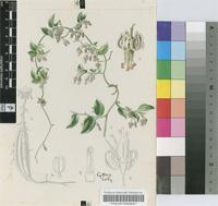 Asparagus ovatus T.M.Salter