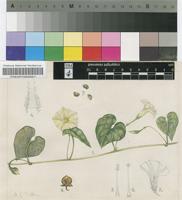 Ipomoea obscura (L.) Ker Gawl. var. obscura