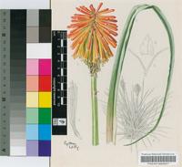 Kniphofia uvaria (L.) Oken