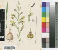 Gladiolus woodii Baker
