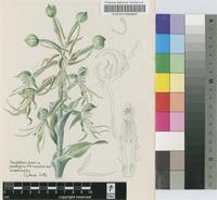 Bonatea antennifera Rolfe