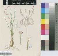 Crinum baumii Harms