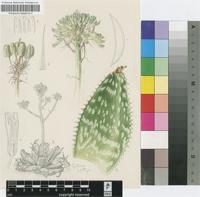 Aloe prinslooi I.Verd. & D.S.Hardy