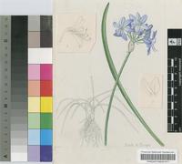Agapanthus campanulatus F.M.Leight. subsp. patens (F.M.Leight.) F.M.Leight.