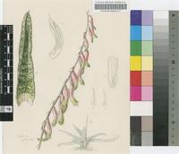 Gasteria transvaalensis De Smet