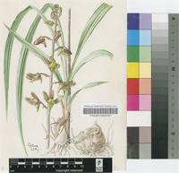 Eulophia hereroensis Schltr.