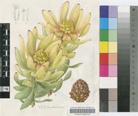 Leucadendron tinctum I.Williams