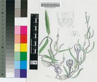 Ceropegia filiformis (Burch.) Schltr.