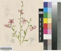 Hermannia stricta (E.Mey. ex Turcz.) Harv.