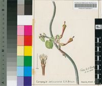 Ceropegia seticorona E.A.Bruce var. seticorona