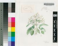 Streptocarpus muscosus C.B.Clarke