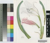 Crinum euchrophyllum I.Verd.