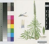 Lobelia aberdarica R.E.& T.C.E.Fr.