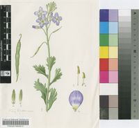 Heliophila cuneata Marais