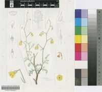 Hermannia confusa T.M.Salter