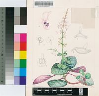 Plectranthus oertendahlii T.C.E.Fr.