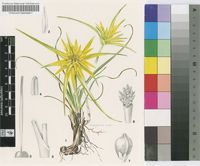 Ficinia radiata (L.f.) Kunth