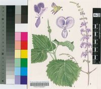 Plectranthus oribiensis Codd
