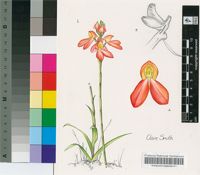 Disa cardinalis H.P.Linder