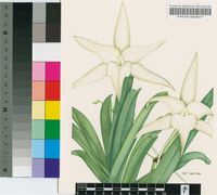 Angraecum sesquipedale Thouars var. angustifolium Bosser & Morat