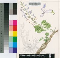 Plectranthus ernstii Codd