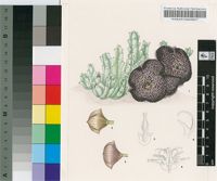 Tridentea pachyrrhiza (Dinter) L.C.Leach