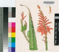 Aloe vaombe Decorse & Poiss.