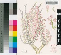 Ceraria namaquensis (Sond.) H.Pearson & Stephens