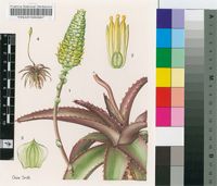 Aloe cryptoflora Reynolds