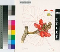 Erythrina x johnsoniae Hennessy