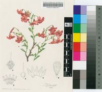 Hermannia grandiflora Aiton