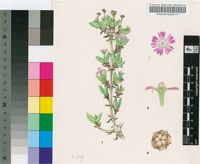Ruschia quarzitica (Dinter) Dinter & Schwantes