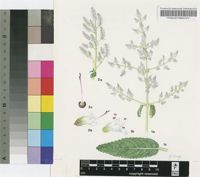 Tetradenia nervosa Codd
