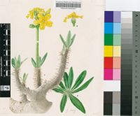Pachypodium densiflorum Baker var. densiflorum