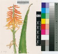 Aloe cameronii Hemsl.