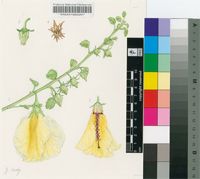 Hibiscus sparseaculeatus Baker f.