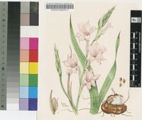 Gladiolus dolomiticus Oberm.