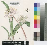Haemanthus barkerae Snijman