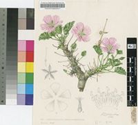 Sarcocaulon mossamedense (Welw. ex Oliv.) Hiern