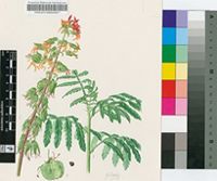 Melianthus pectinatus Harv. subsp. gariepinus (Merxm. & Roessler) S.A.Tansley