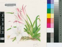 Crinum acaule Baker