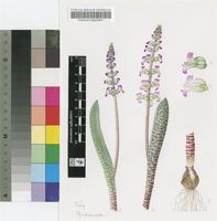 Lachenalia verticillata W.F.Barker