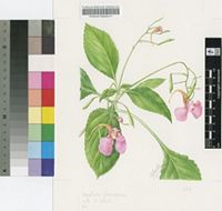 Impatiens flanaganiae Hemsl.