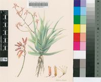 Aloe yavellana Reynolds