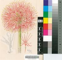 Haemanthus sacculus E.Phillips