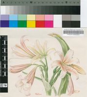 Crinum variabile (Jacq.) Herb.