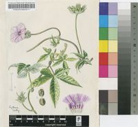 Ipomoea magnusiana Schinz var. eenii (Rendle) A.Meeuse