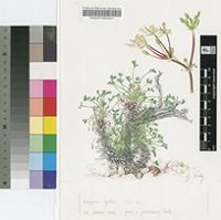 Pelargonium hystrix Harv.
