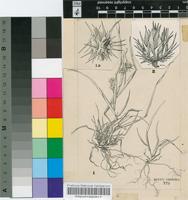 Cenchrus pauciflorus Benth.